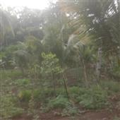 Xó