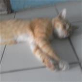 Mơ