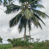 Họ