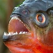 Tổ