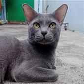 Yế