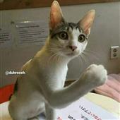 Cu