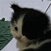 Vậ