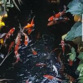 Bả