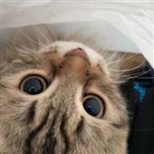 Hạ