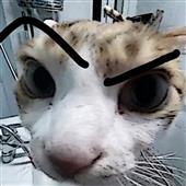 Ch