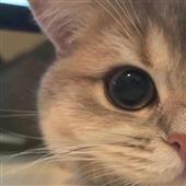 he