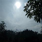 Tú