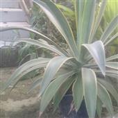 ph