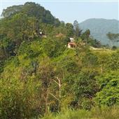 Mạ
