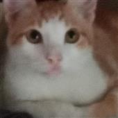 Mô