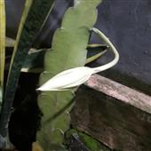 Bu