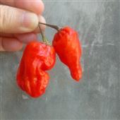 Lắ