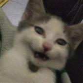 Ap