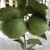 Po
