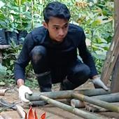 Dự