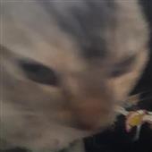 Mạ