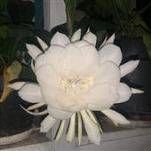 Mẹ
