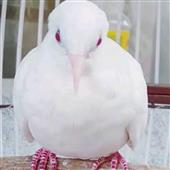 Ga