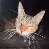BẮ
