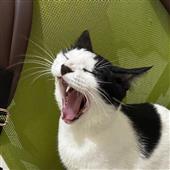 Th