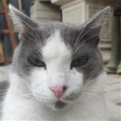 Bó
