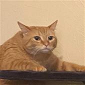 Tr