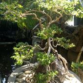 Bầ