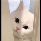 Ch