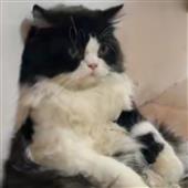 Kê