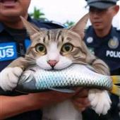 Mạ