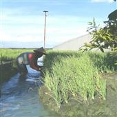 Sw
