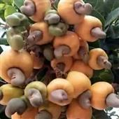 Kế