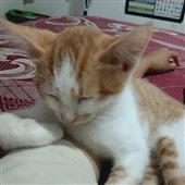 Kế