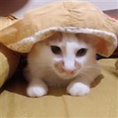 Cu