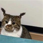 Ch