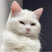 He