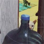 Vò