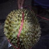 Sa