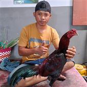Cá