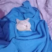 Lo