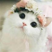 Vậ