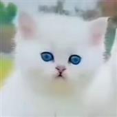 Gi