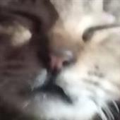 An