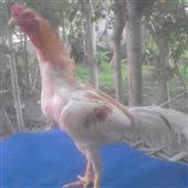 Kế