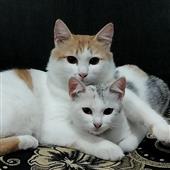 Sự