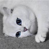 Ch