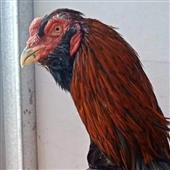 Be