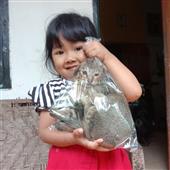 Kế