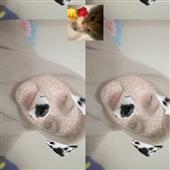 Đu